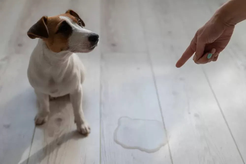 Dog Throwing Up Clear Liquid: Causes, Treatment, and Prevention