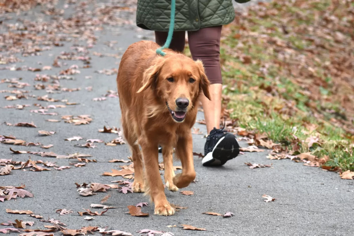 Walking My Dog with Kennel Cough