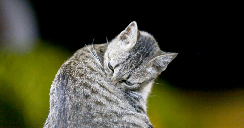 Can Feline Hyperesthesia Cause Death
