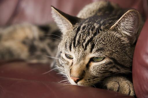 What Is Dangerously High Blood Sugar For A Cat