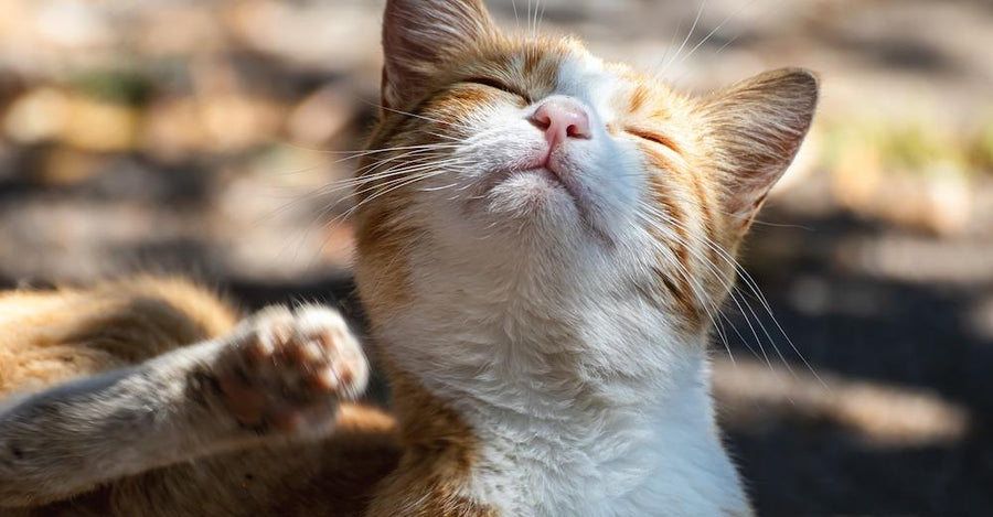 Can Stress Cause Allergies in Cats? The Link Between Anxiety and Itchy Skin