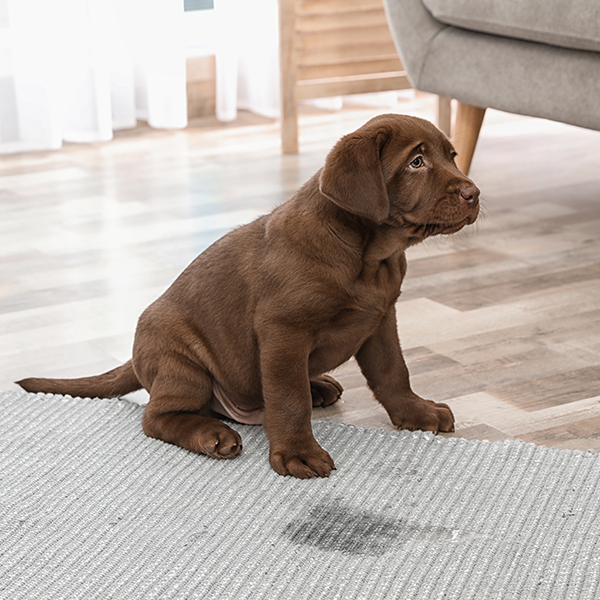 Potty-trained Dog Suddenly Peeing In The House