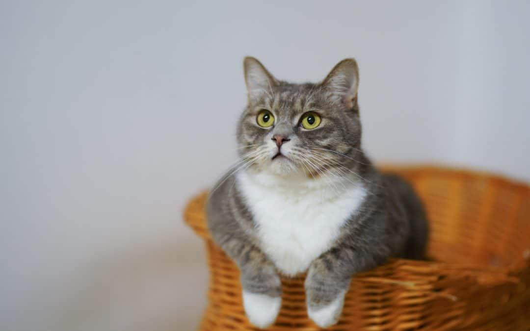 What Are Symptoms of Endocrine Imbalance in A Cat