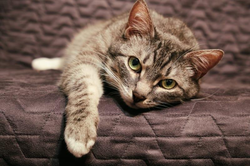 Cat Has Congestive Heart Failure