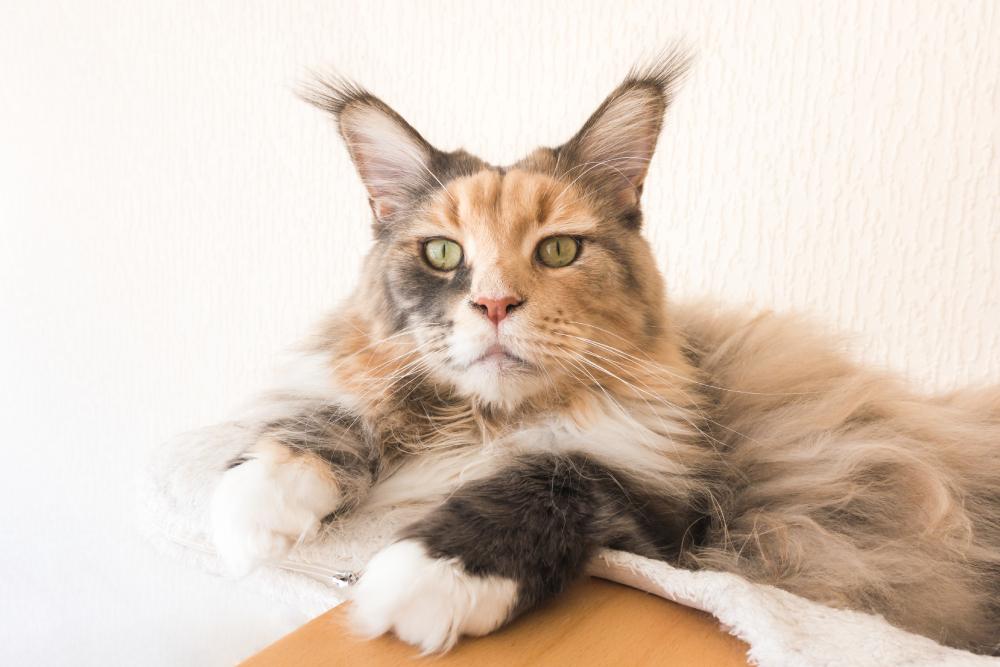 Ear Tufts on Domestic Cats: Everything You Need to Know