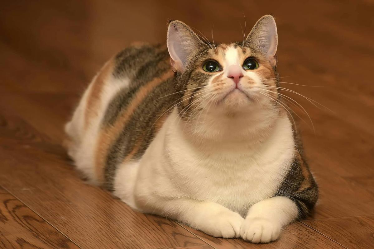 Spondylosis in Cats