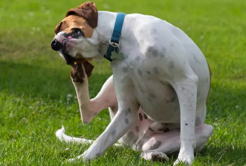 Ear Itch Woes: Unraveling the Mystery Behind Your Dog's Itchy Ears and Finding Relief