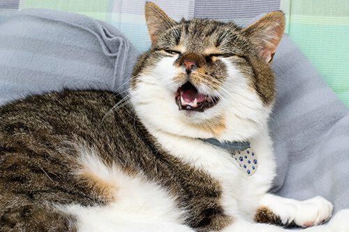 Cat Sneezing a Lot: When to Worry