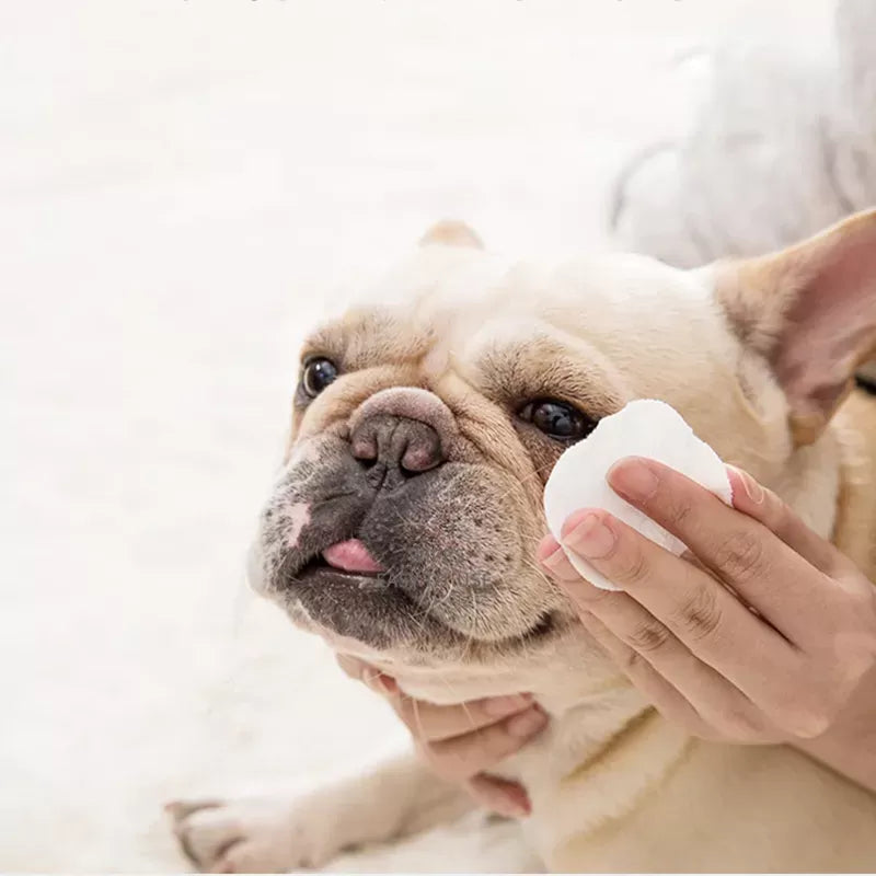 French Bulldog Tear Stains: Causes, Treatment, and Prevention