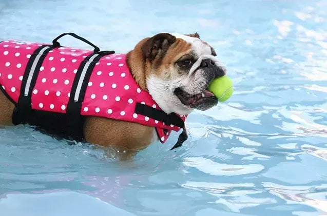Fun Things to Do with Your Dog: Promoting Health and Happiness