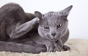 Cat Itchy Skin: What Should I Do