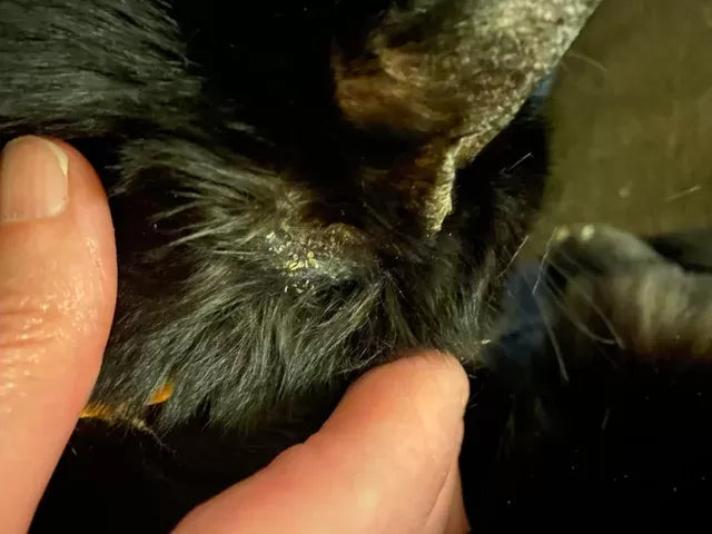 Addressing Cat Oily Fur Behind Ears​