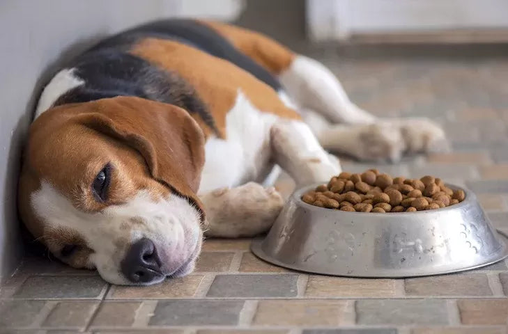 Why Does My Dog Not Want to Eat