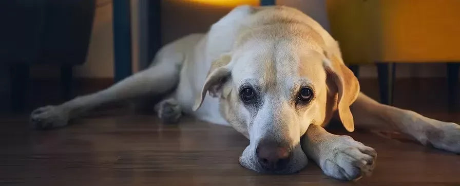 What Age Do Dogs Get Arthritis