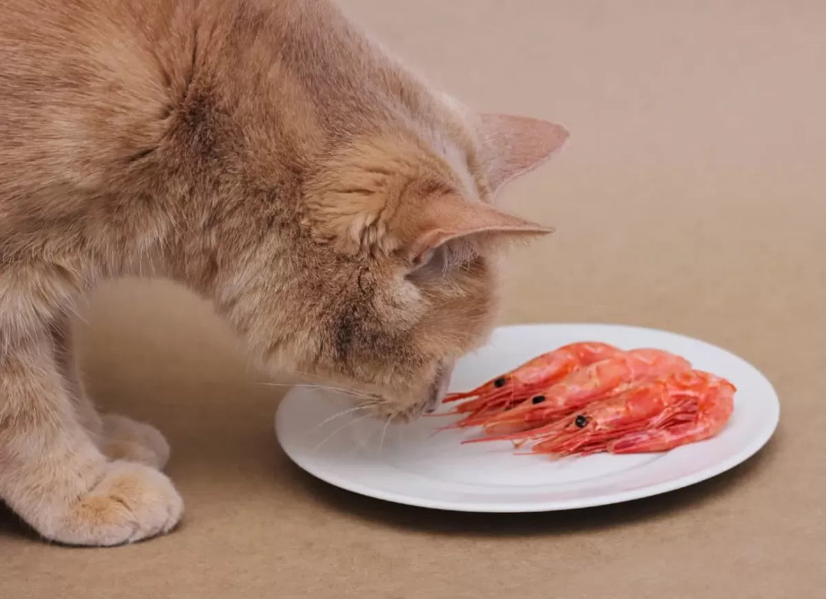 Can Cats Eat Shrimp