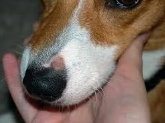 What Does Ringworm Look Like On A Dog?