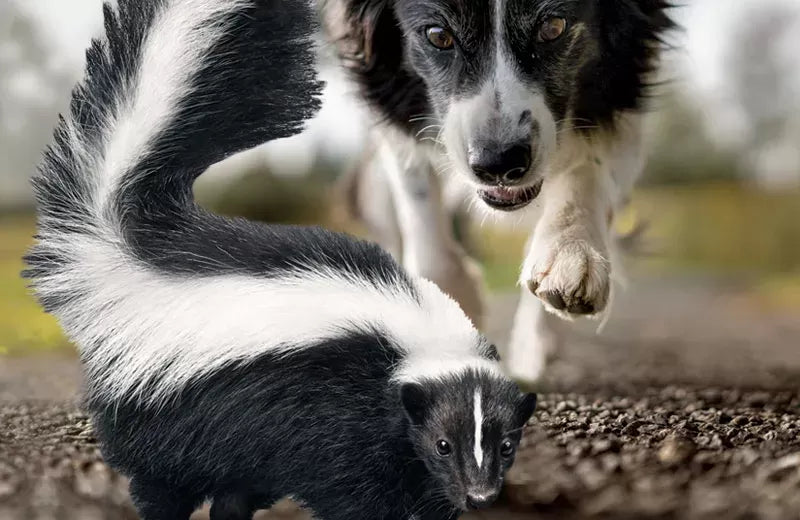 Removing Skunk Odor from Your Dog: A Comprehensive Guide