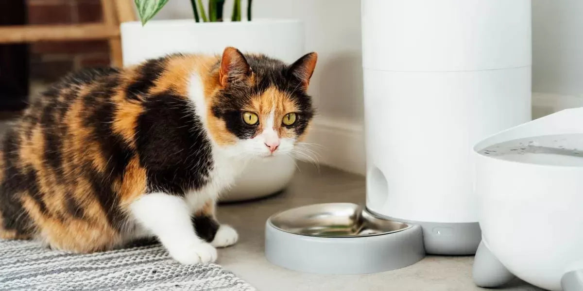 Unveiling the Secrets of Longevity: The Oldest Cat in the World
