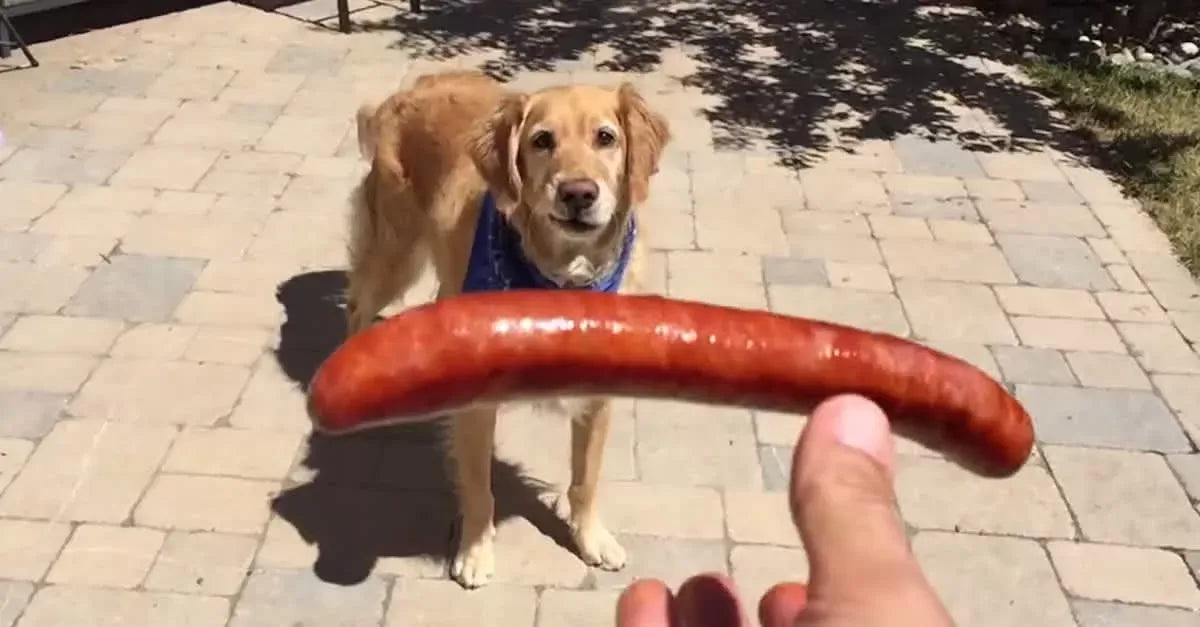 Can Dogs Eat Sausage?