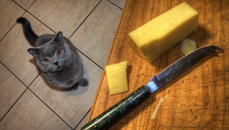 Can Cats Eat Cheese