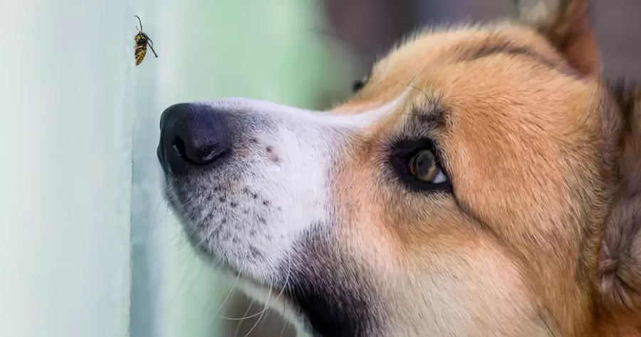 Insect Bite Allergies in Dogs: Symptoms, Treatment, and Prevention