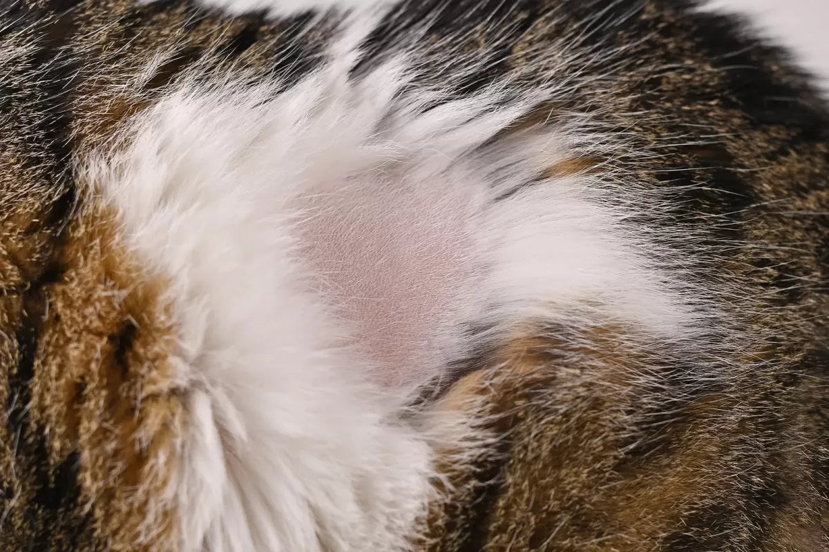 How to Treat Dry Skin in Cats