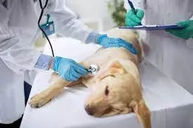 IMHA (Immune-mediated Hemolytic Anemia) in Dogs