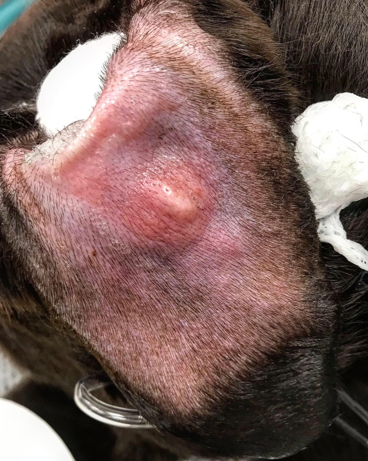 Pimple in Dog’s Ear: A Comprehensive Guide