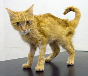 Feline Thyroid Cancer