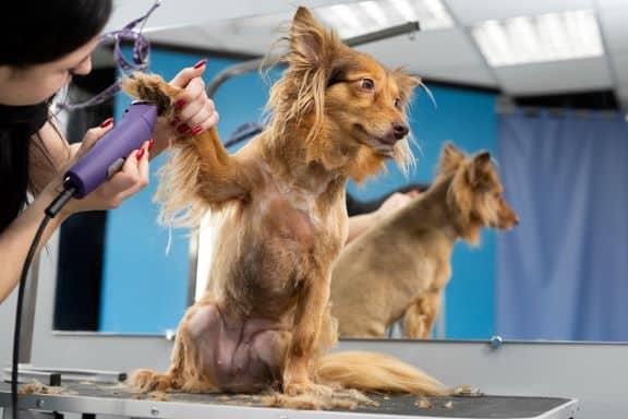 Do Dogs Get Itchy After Shaving​