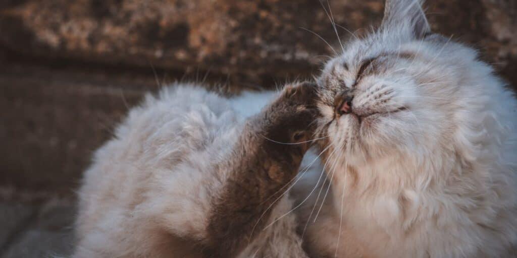 How to Help Cats with Dry Skin