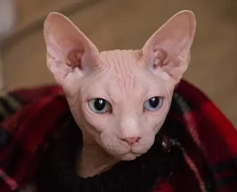 Why Are Hairless Cats Hairless