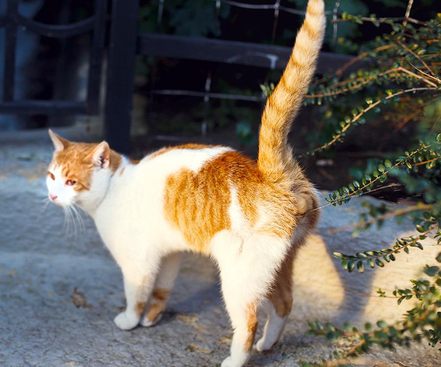 Do Female Cats Spray