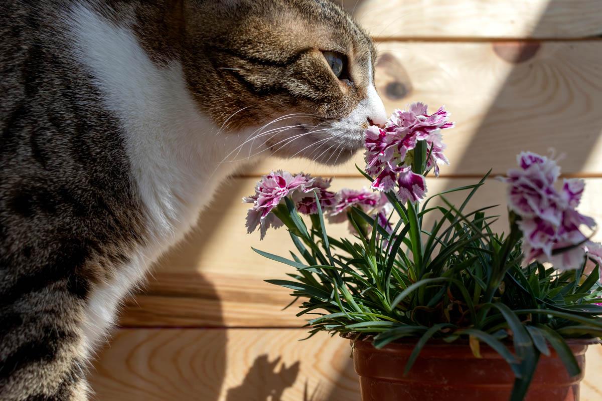 Are Carnations Poisonous to Cats