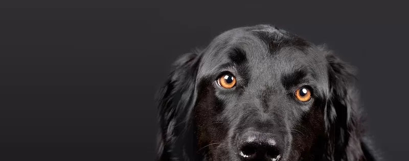 What Colors Can Dogs See Best