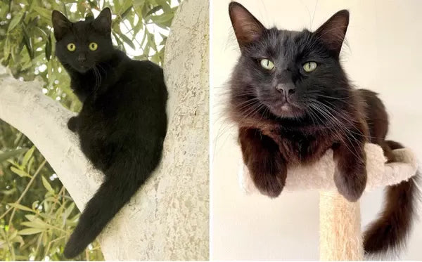 Bombay Cat vs Black Cat​: Key Differences and Similarities