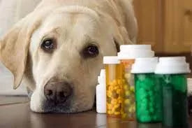 Antibiotics for Dogs