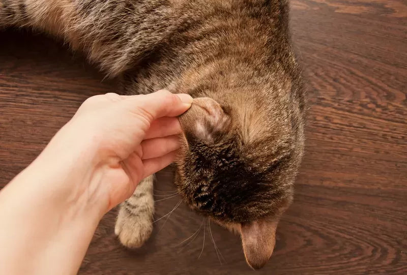 Feline Hair Loss on Ears: Causes, Treatments, and Prevention