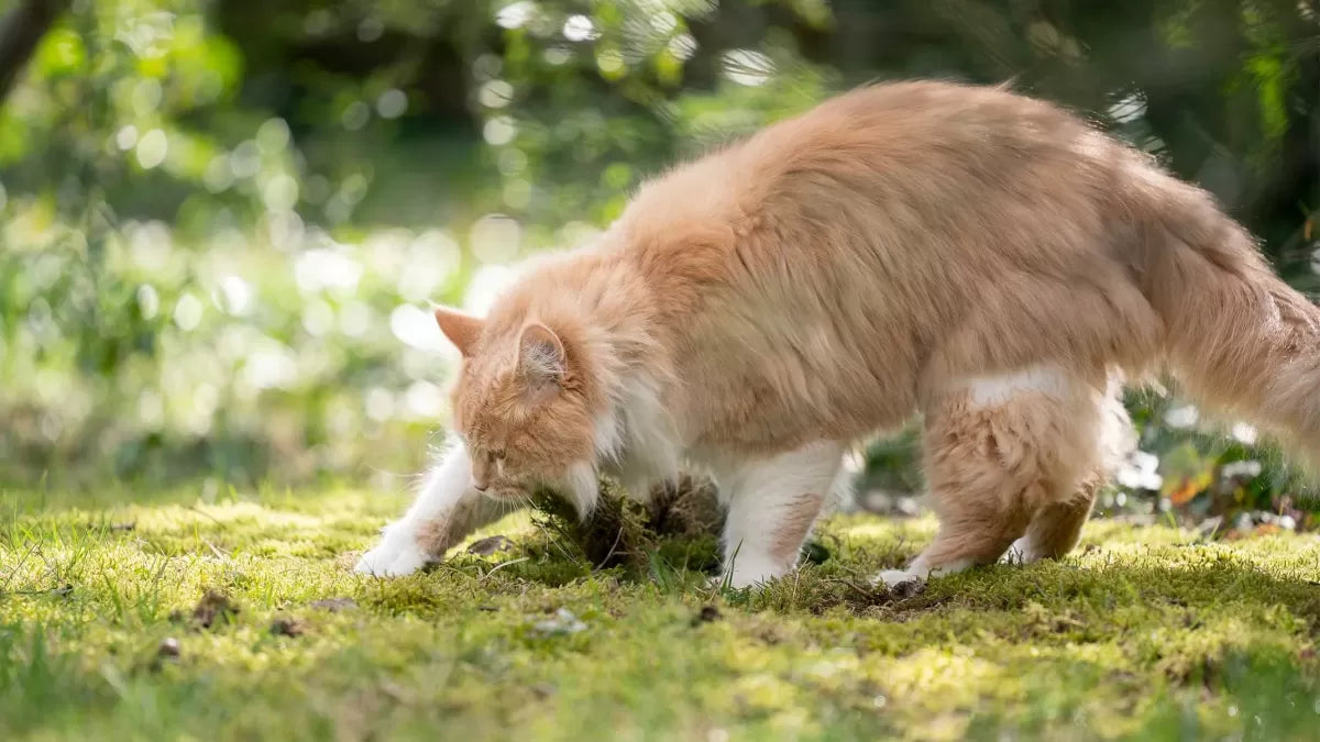 Do Cats Bury Their Poop