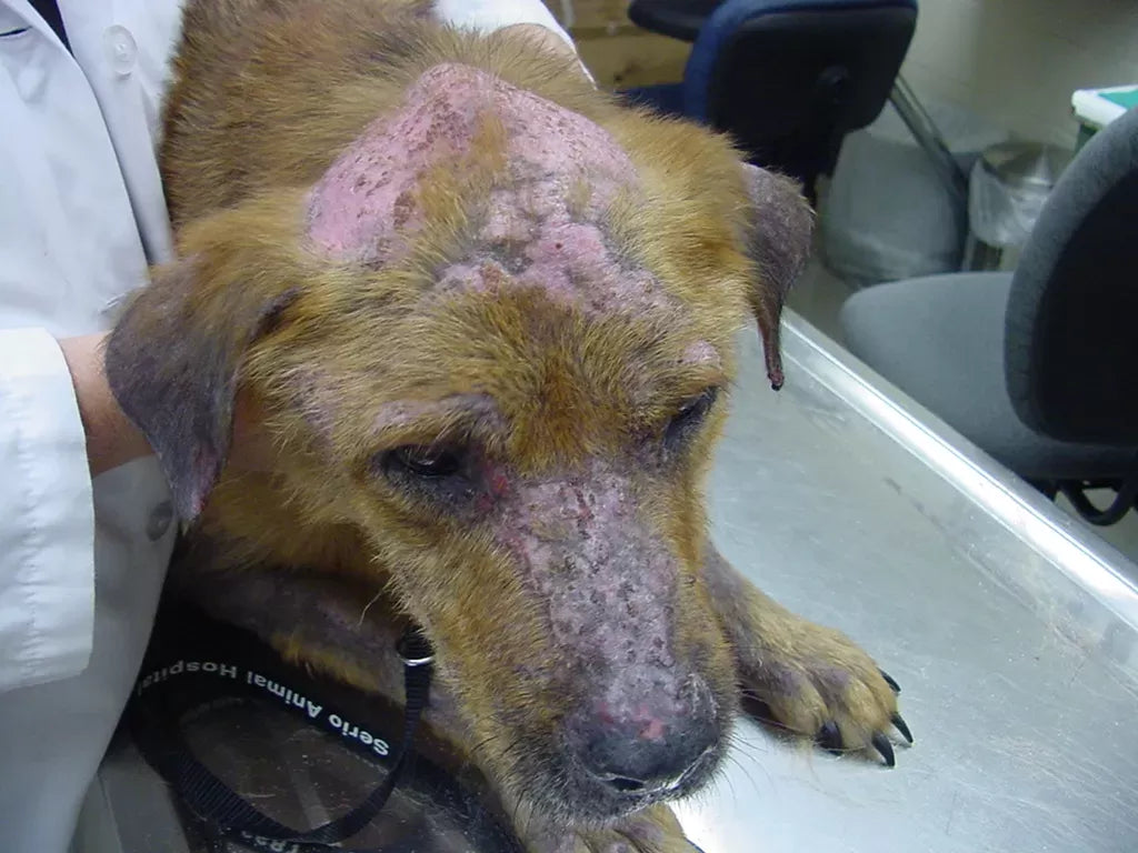Pemphigus in Dogs
