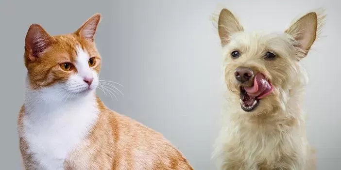 Why Dogs Are Better Than Cats