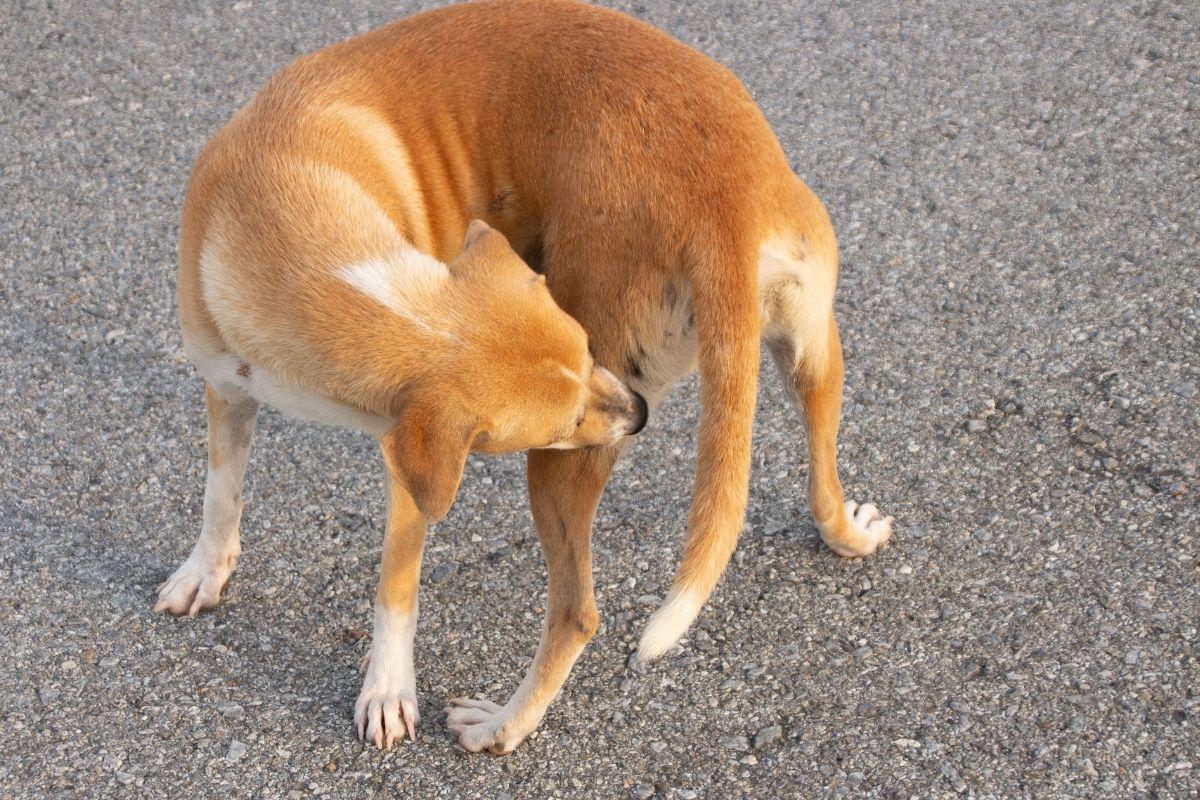 Dog Walking in Circles