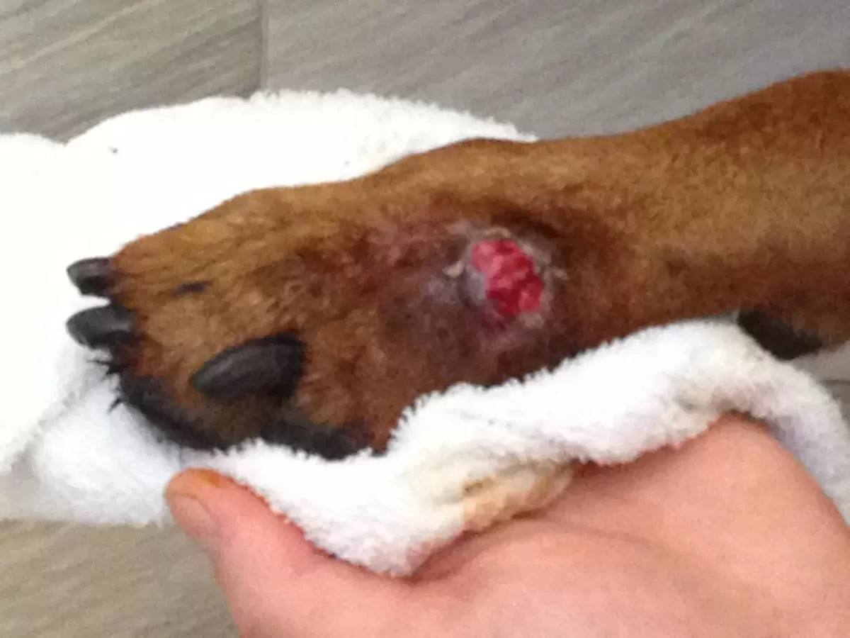 Acral Lick Dermatitis (Lick Granuloma) in Dogs