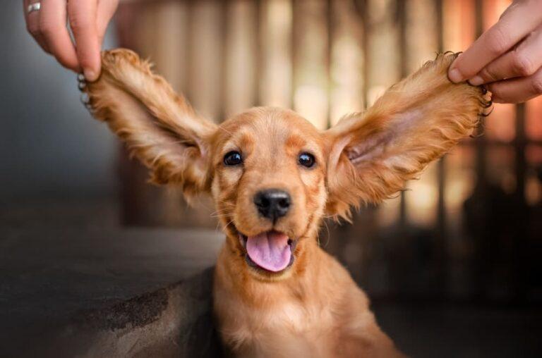 Long-Eared Dogs: A Comprehensive Guide to Ear Health and Care