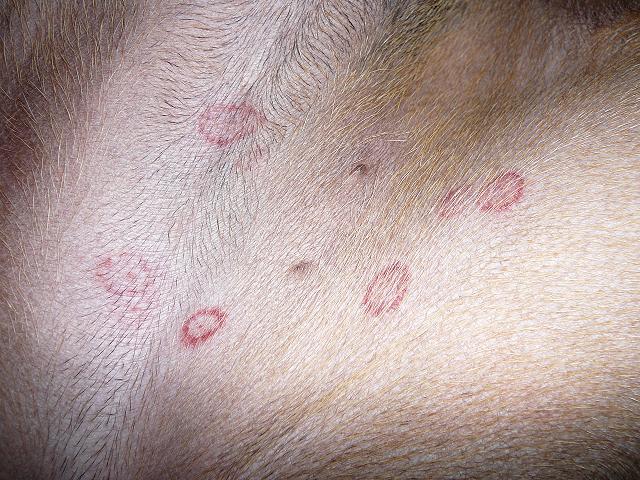 Red Blotches on Dog’s Belly