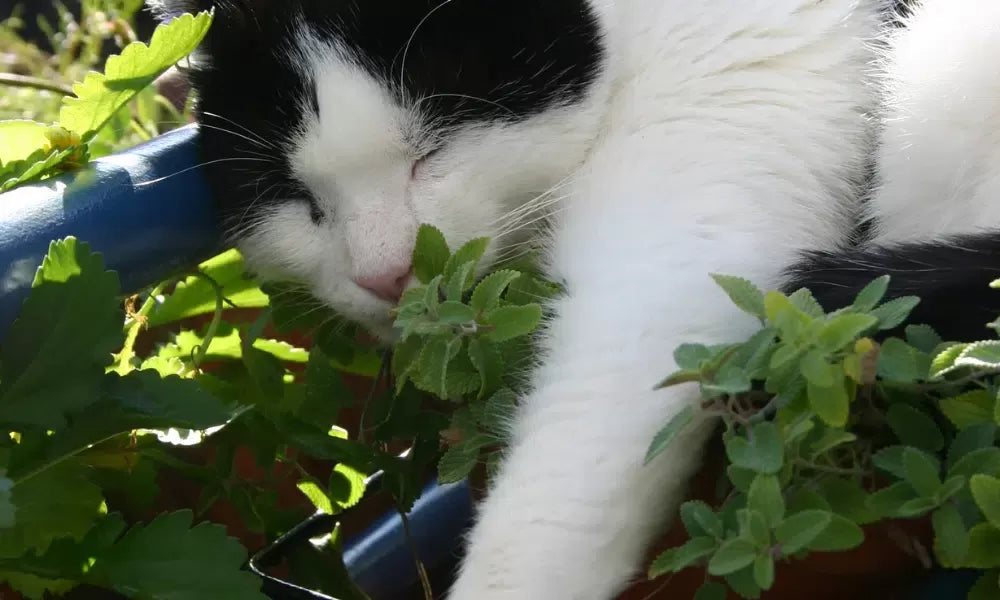 Do Cats Like Mint