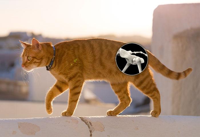 Understanding Cat Hip Problems: A Comprehensive Guide
