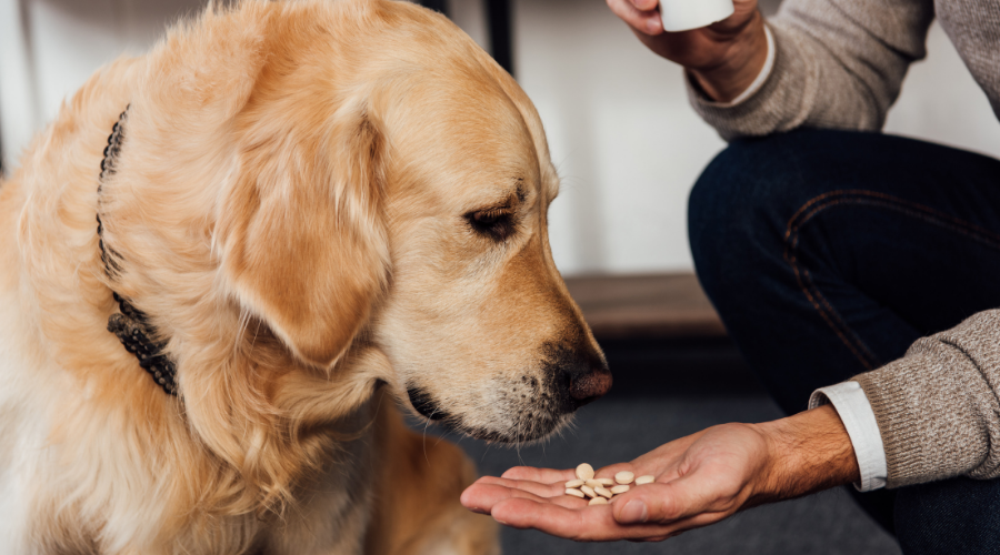 Amoxicillin for Canine Ear Infections: A Comprehensive Guide