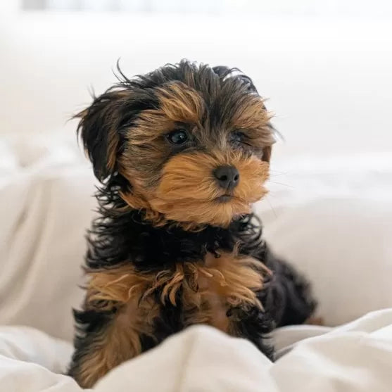 Are Yorkies Hypoallergenic Dogs