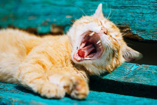 Cat Bleeding from Mouth